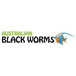 Australian Blackworms